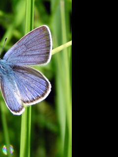 Tapeta cyanirissemiargus2