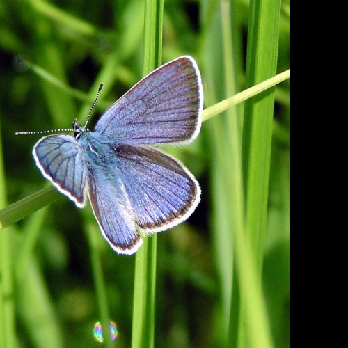 Tapeta cyanirissemiargus2