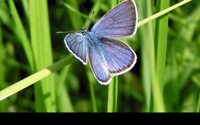 Tapeta cyanirissemiargus2