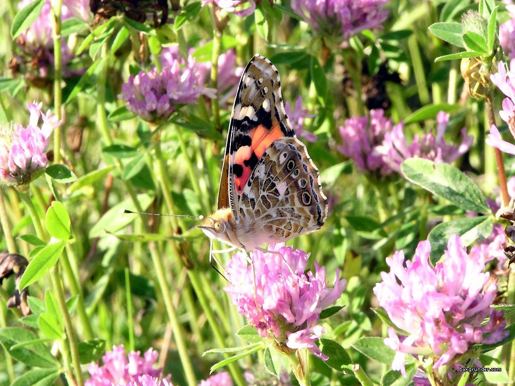 Tapeta cynthiacardui