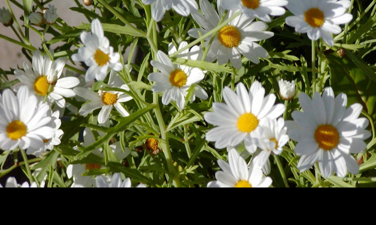 Tapeta daisycolong