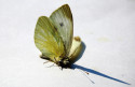 Tapeta Dead Butterfly