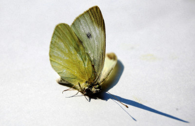 Tapeta: Dead Butterfly