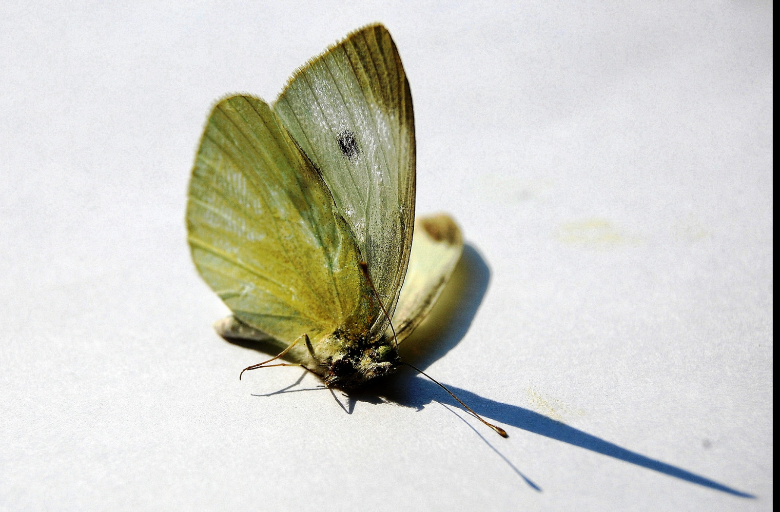 Tapeta dead_butterfly