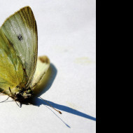Tapeta dead_butterfly
