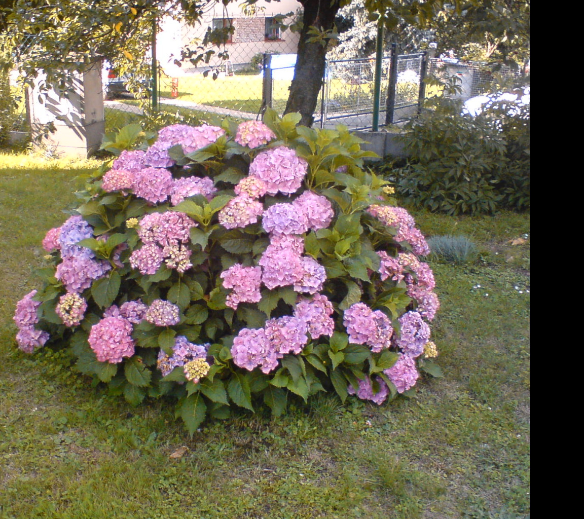 Tapeta dedova_hortenzie