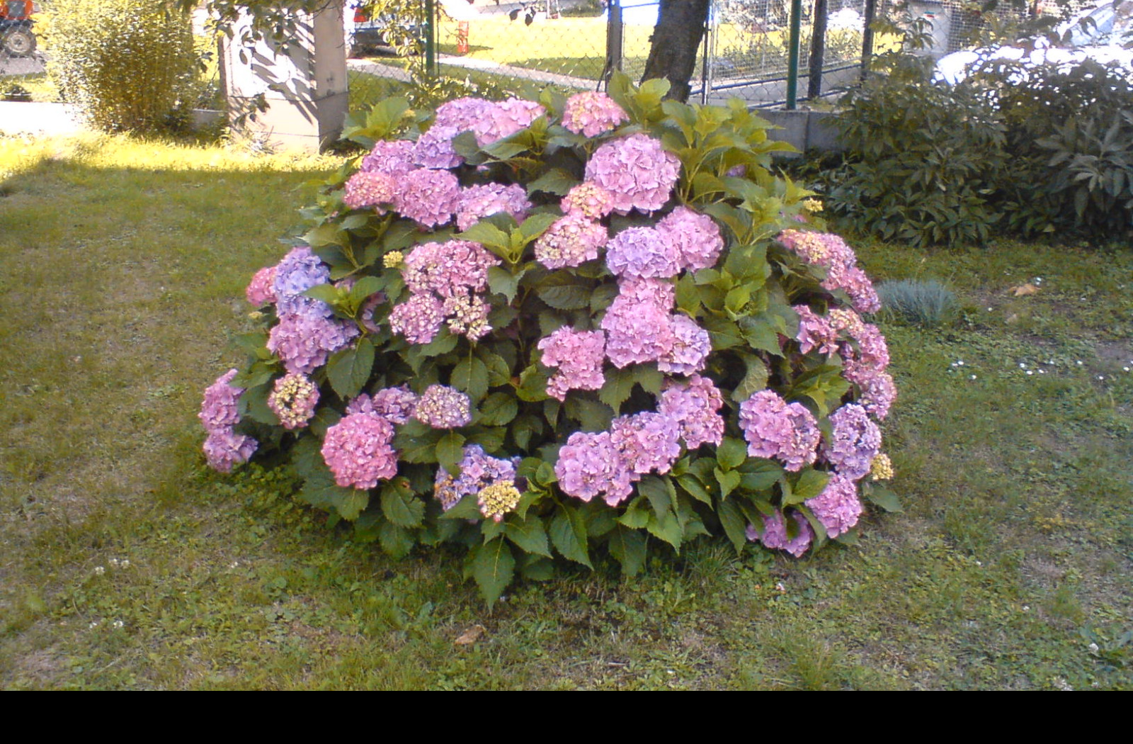 Tapeta dedova_hortenzie