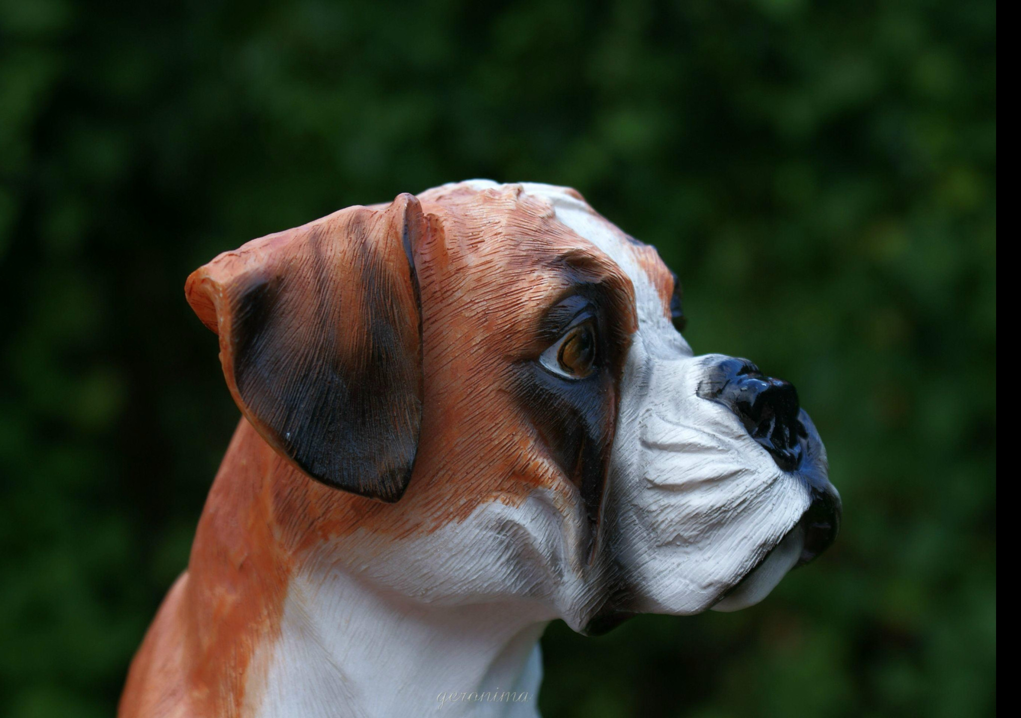 Tapeta dekorace___boxer