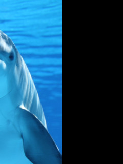 Tapeta delfin