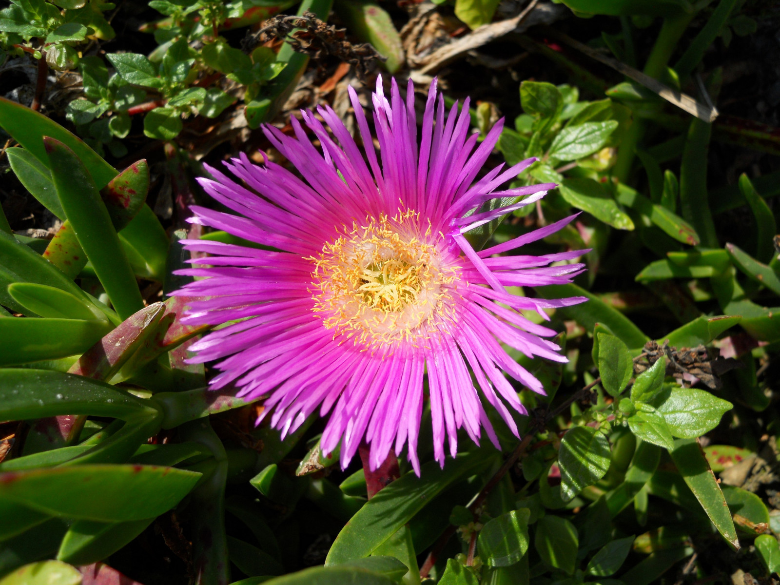 Tapeta delosperma_z_makarske