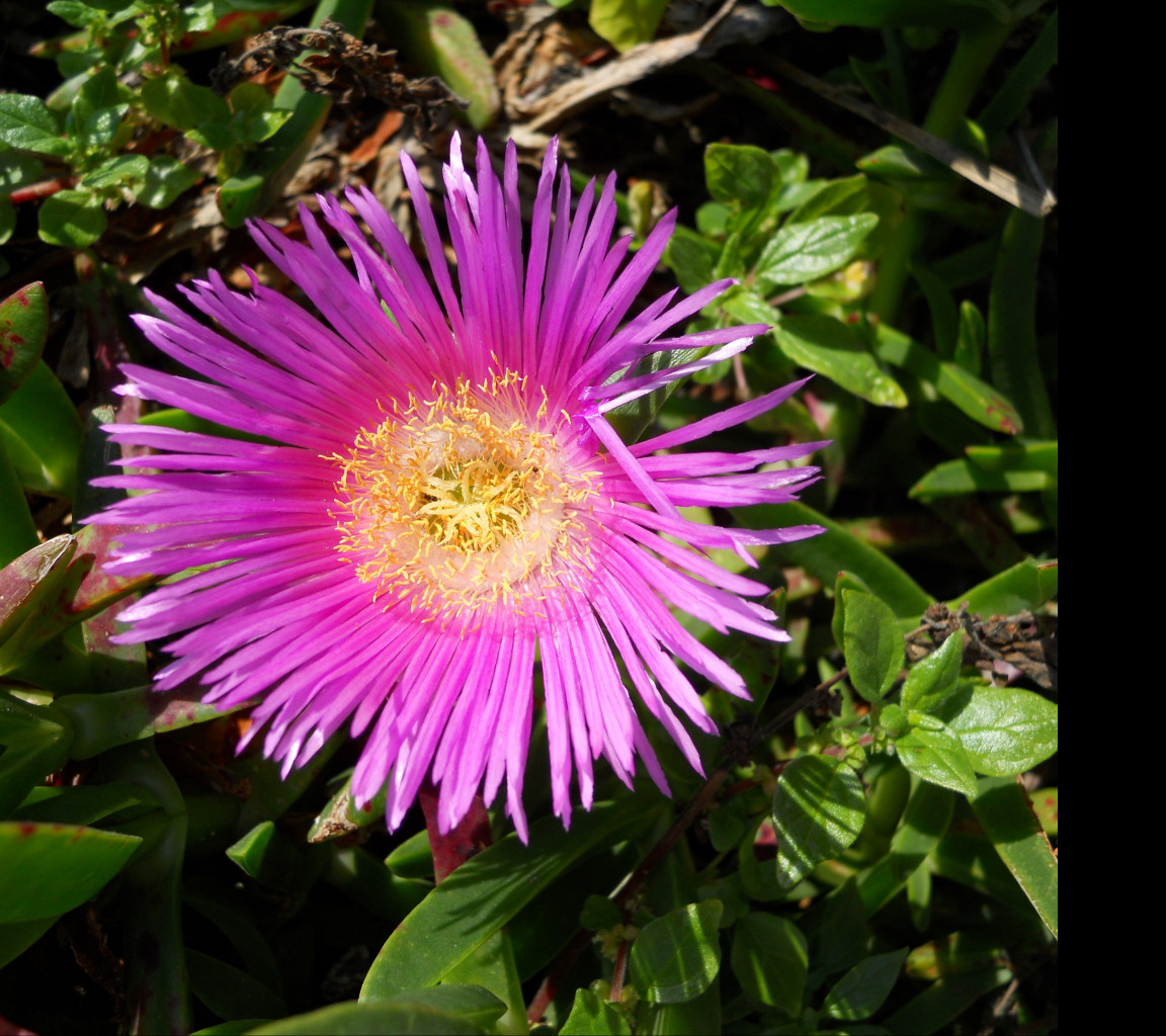 Tapeta delosperma_z_makarske