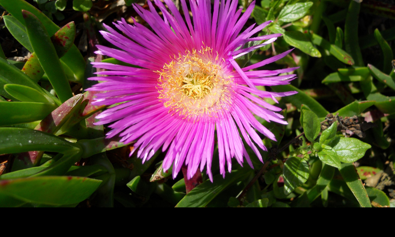 Tapeta delosperma_z_makarske