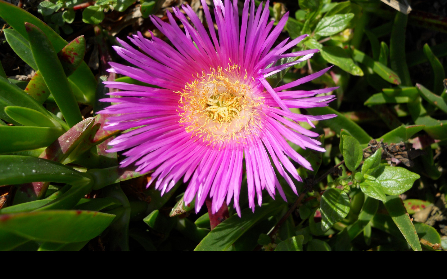 Tapeta delosperma_z_makarske