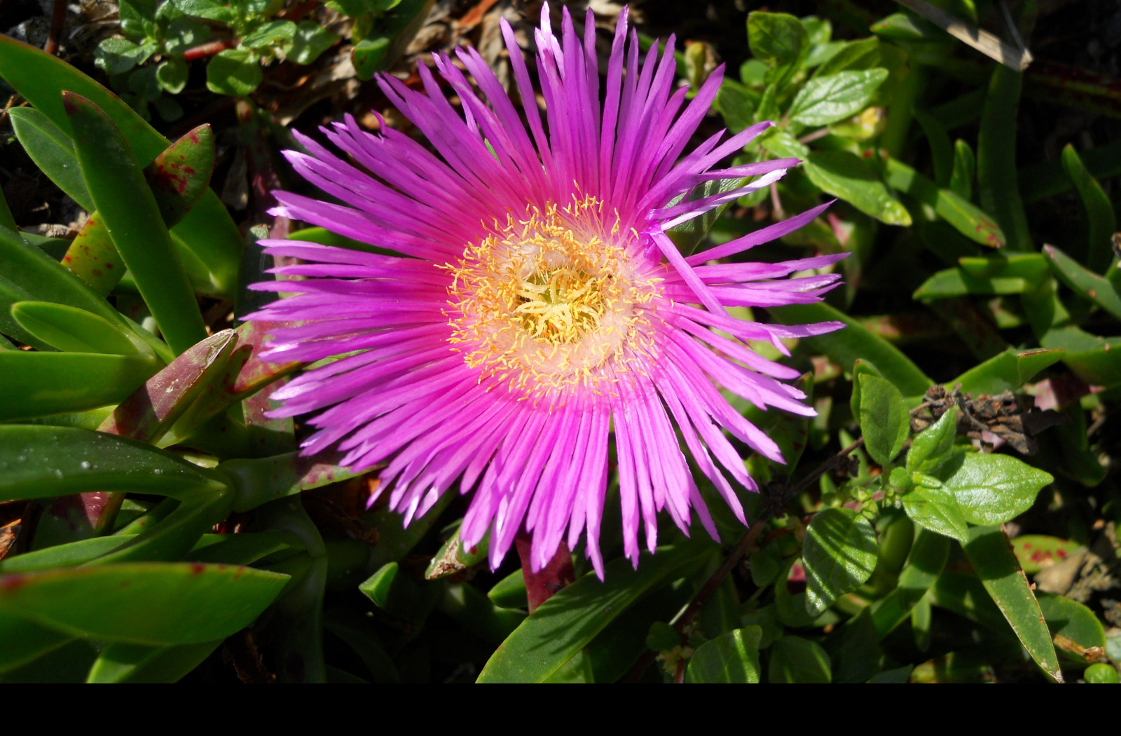 Tapeta delosperma_z_makarske