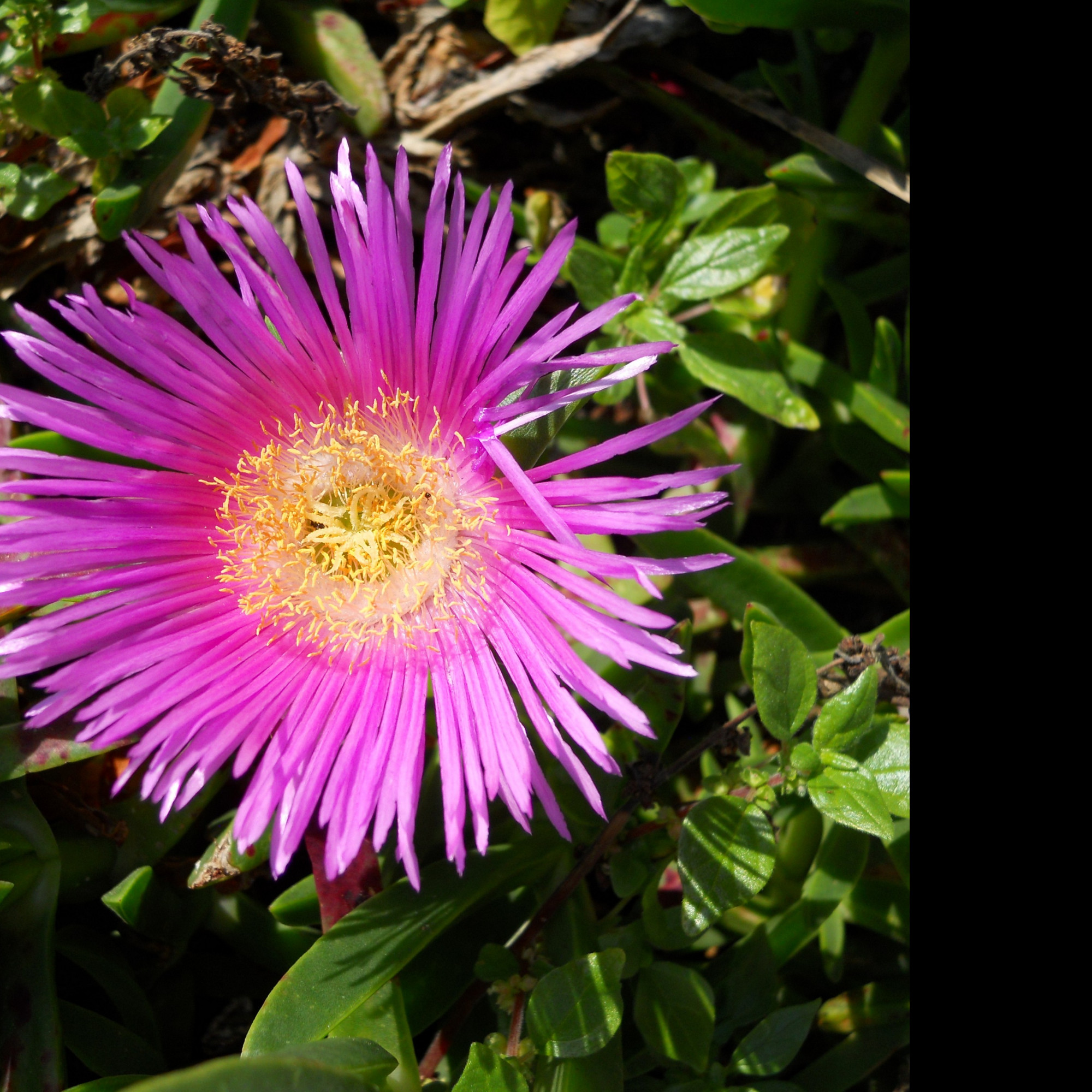 Tapeta delosperma_z_makarske