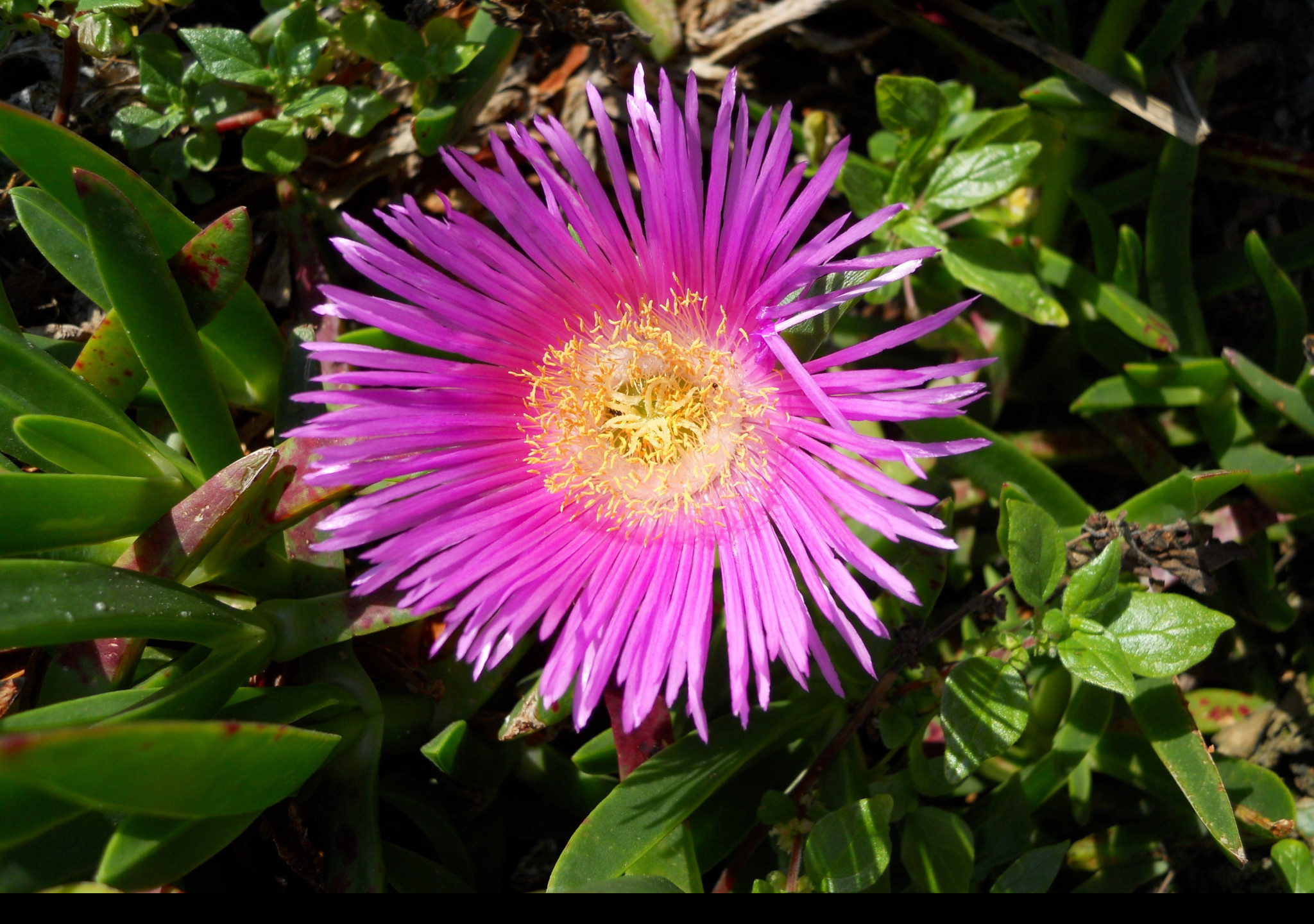 Tapeta delosperma_z_makarske