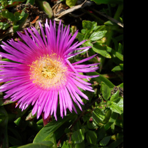 Tapeta delosperma_z_makarske