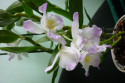 Tapeta Dendrobium