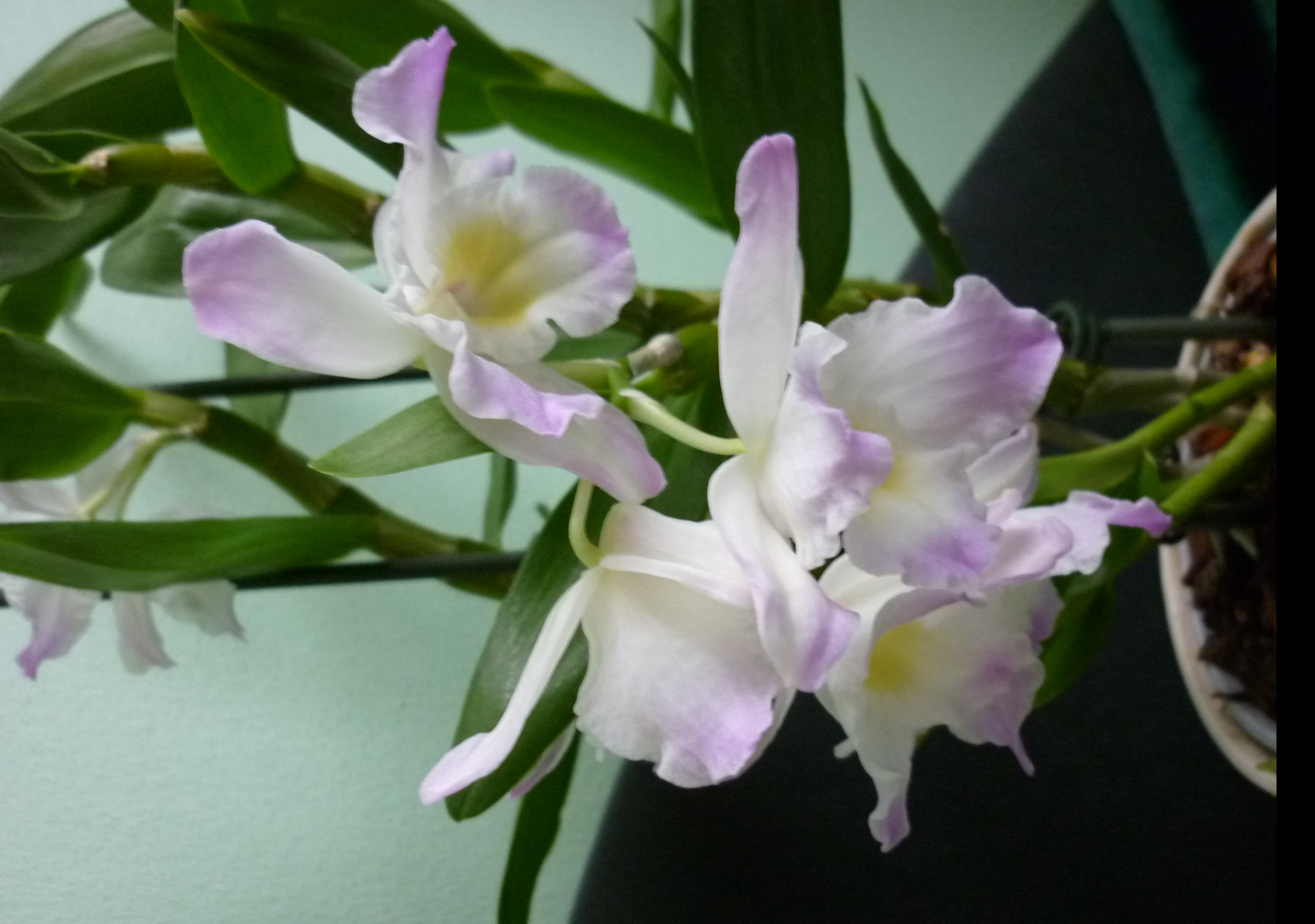 Tapeta dendrobium