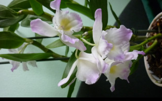 Tapeta dendrobium