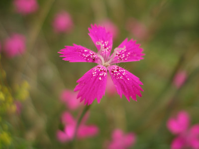 Tapeta: Detail květu