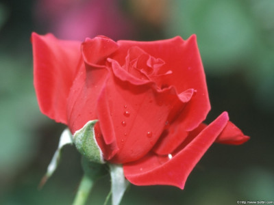 Tapeta: Detail Růže