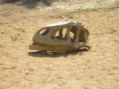 Tapeta: Dino lebka
