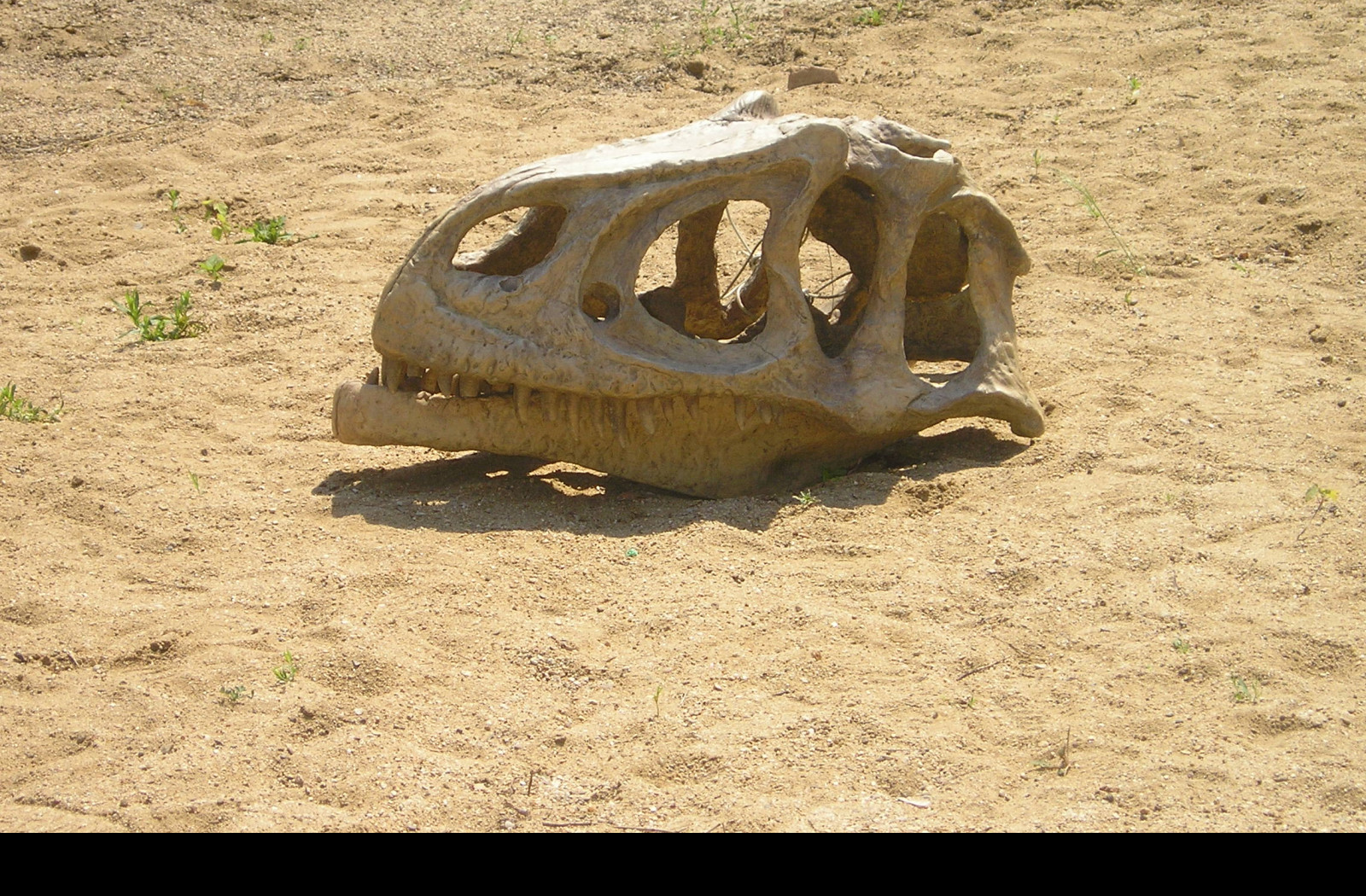 Tapeta dino_lebka