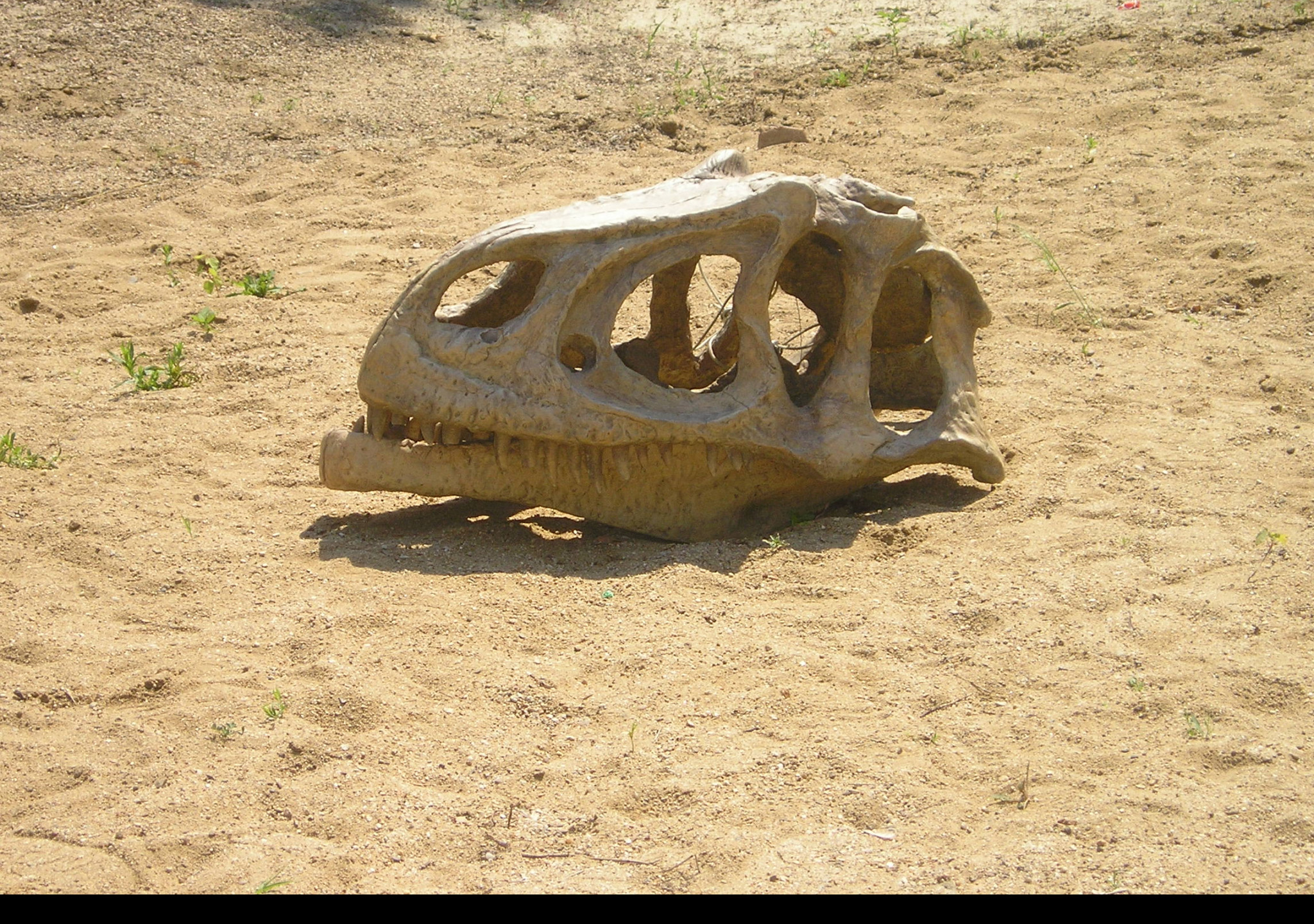 Tapeta dino_lebka