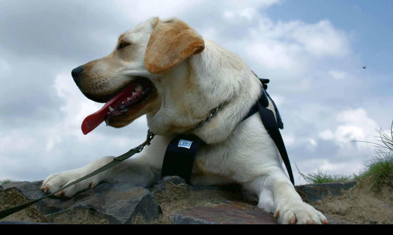 Tapeta dog_packing___odpocinek