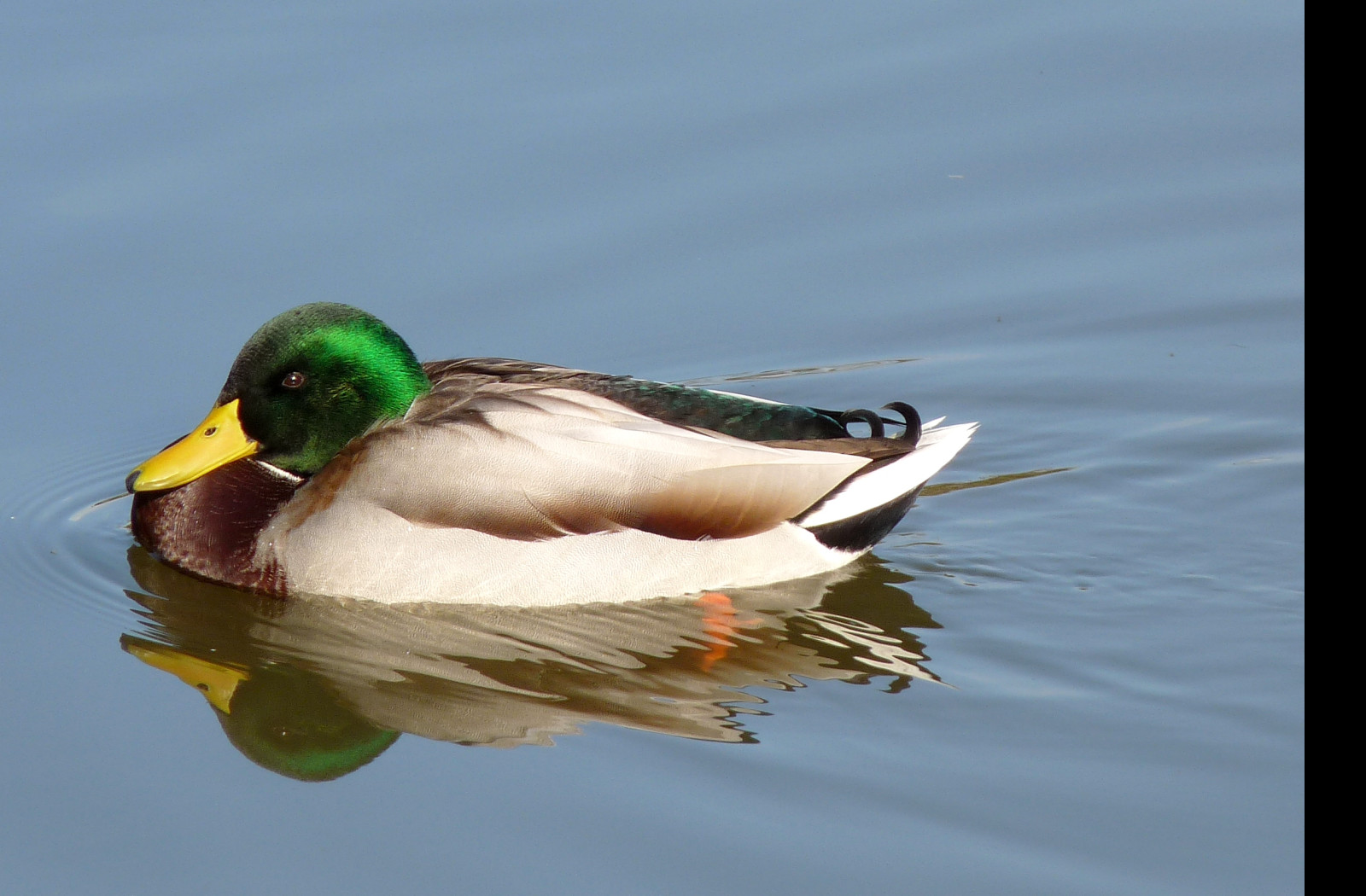 Tapeta duck