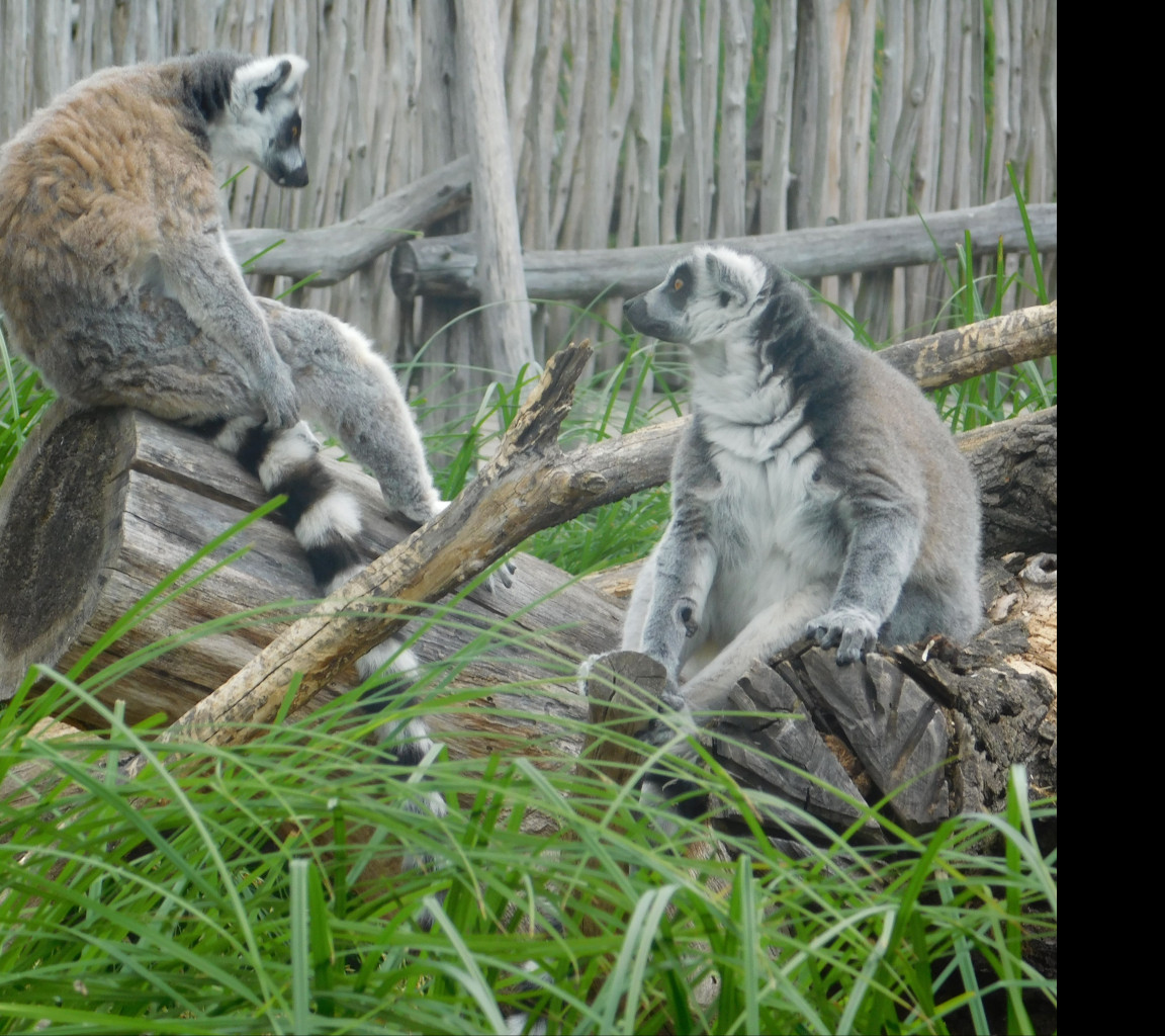 Tapeta dva_lemuri