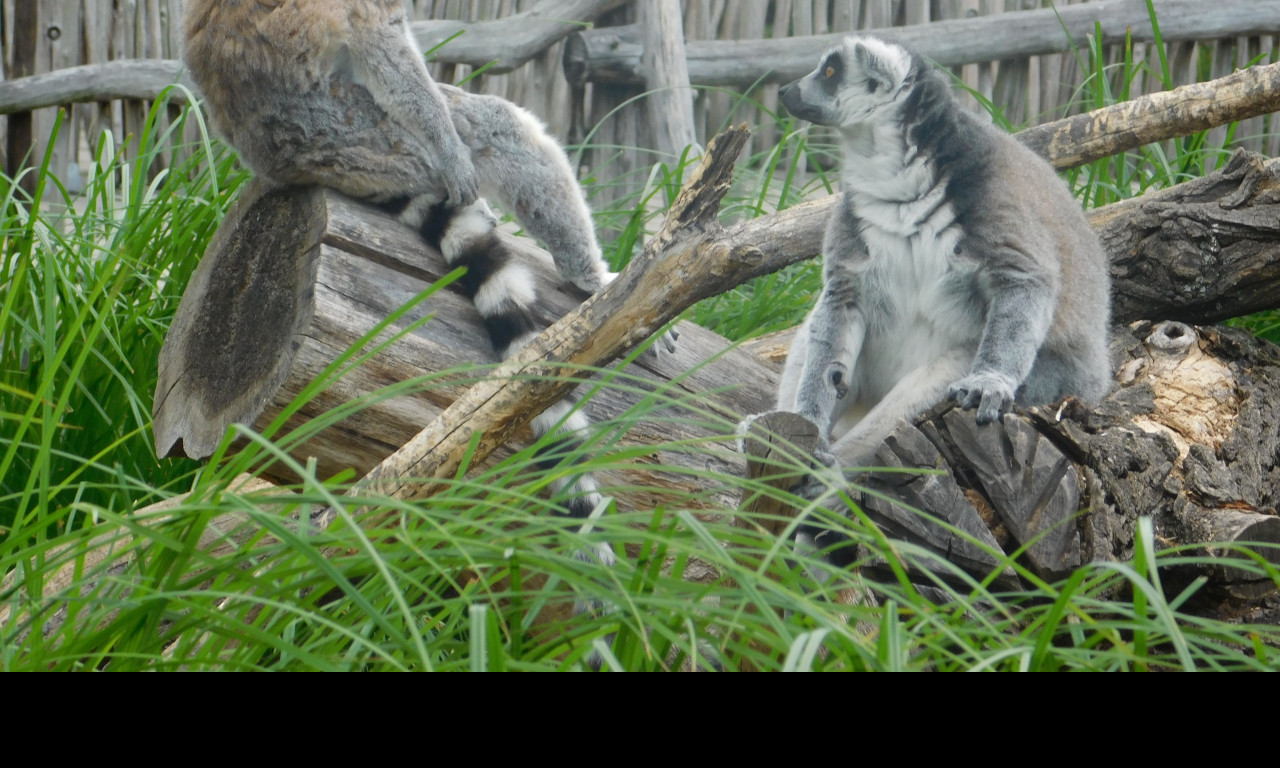 Tapeta dva_lemuri