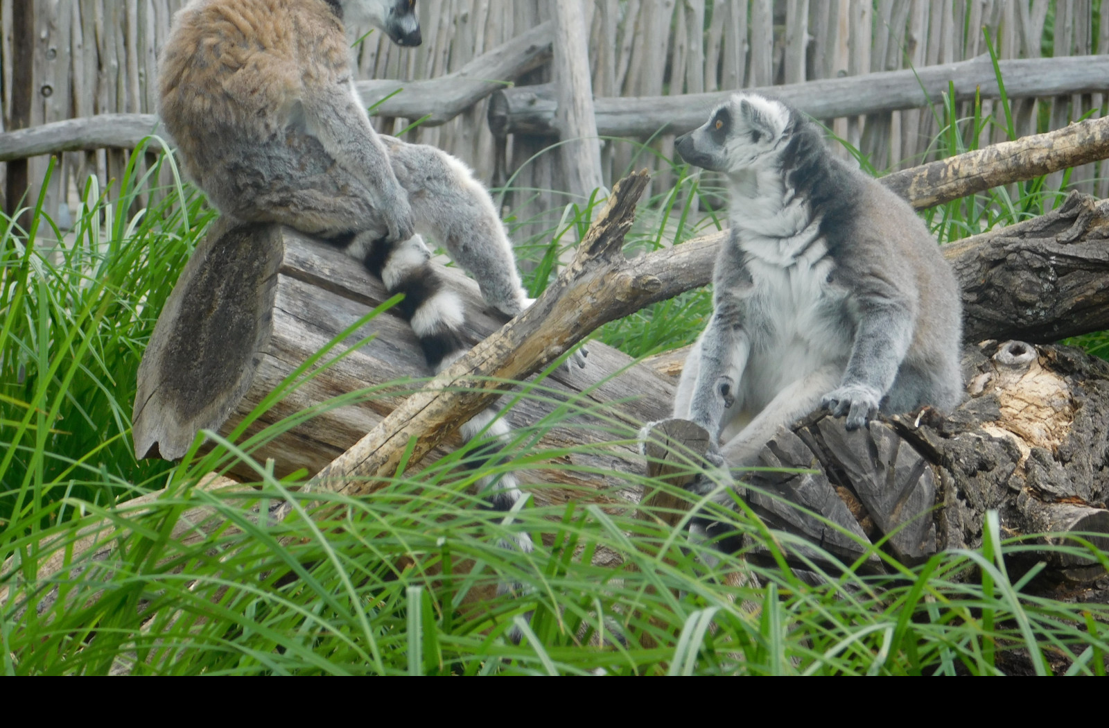 Tapeta dva_lemuri