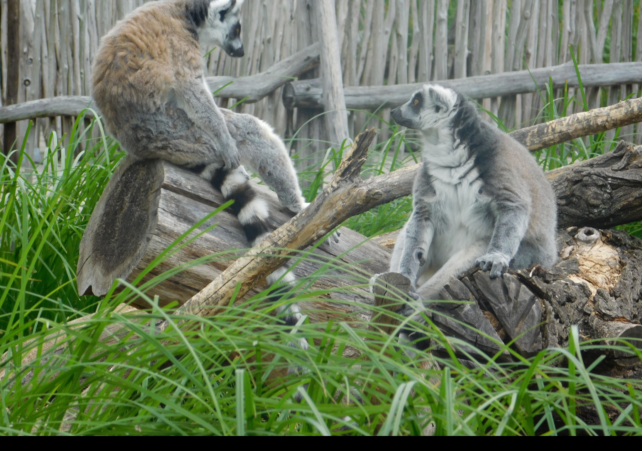 Tapeta dva_lemuri