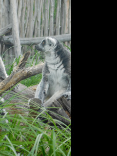Tapeta dva_lemuri