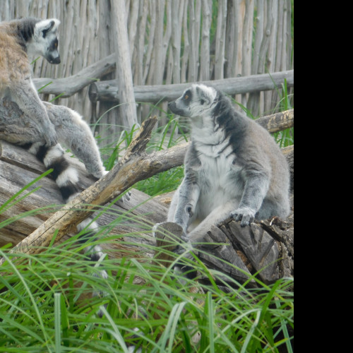 Tapeta dva_lemuri