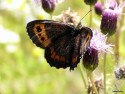 Tapeta Erebia ligea