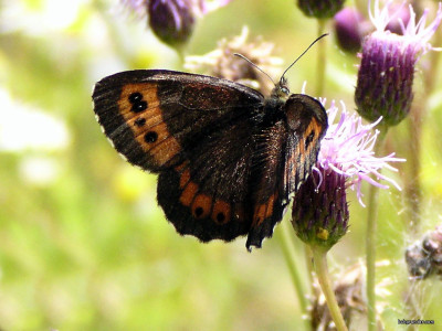 Tapeta: Erebia ligea