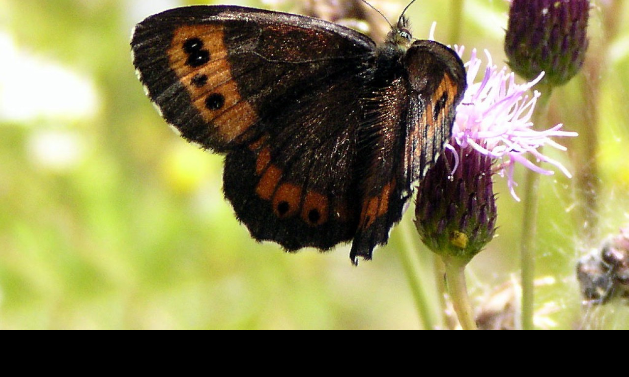 Tapeta erebialigea