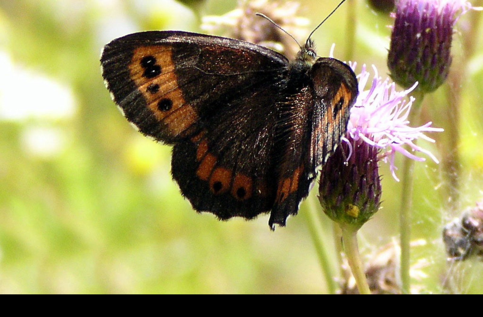 Tapeta erebialigea