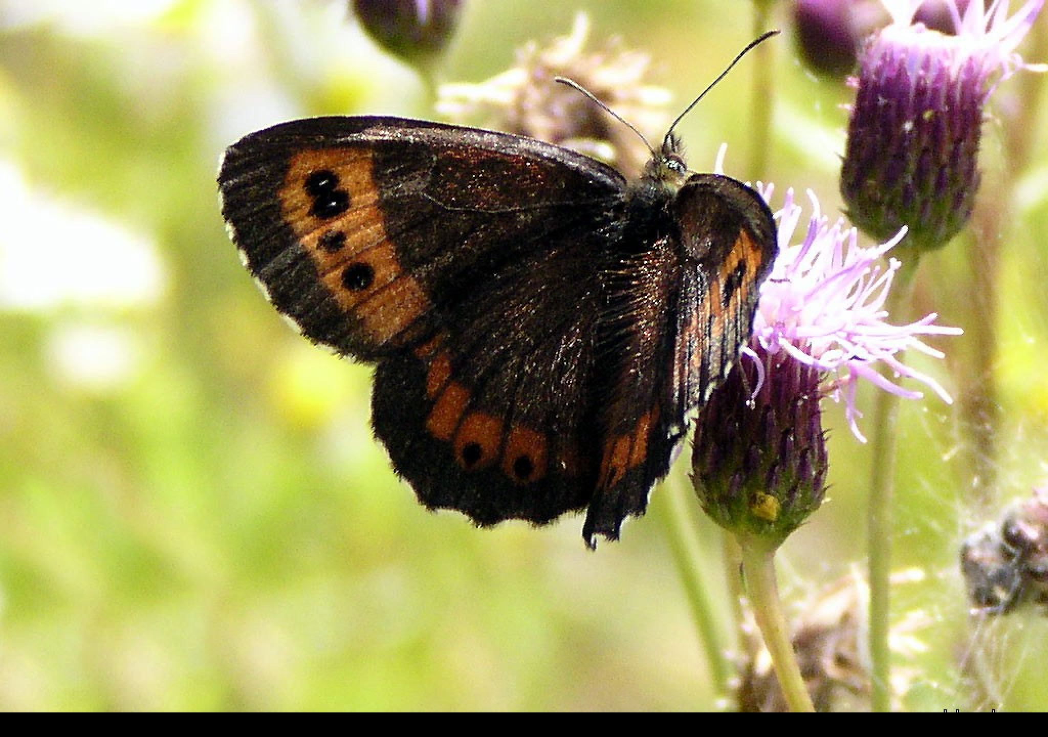 Tapeta erebialigea