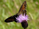 Tapeta Erebia ligea 2