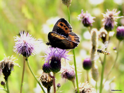 Tapeta: Erebia ligea 3