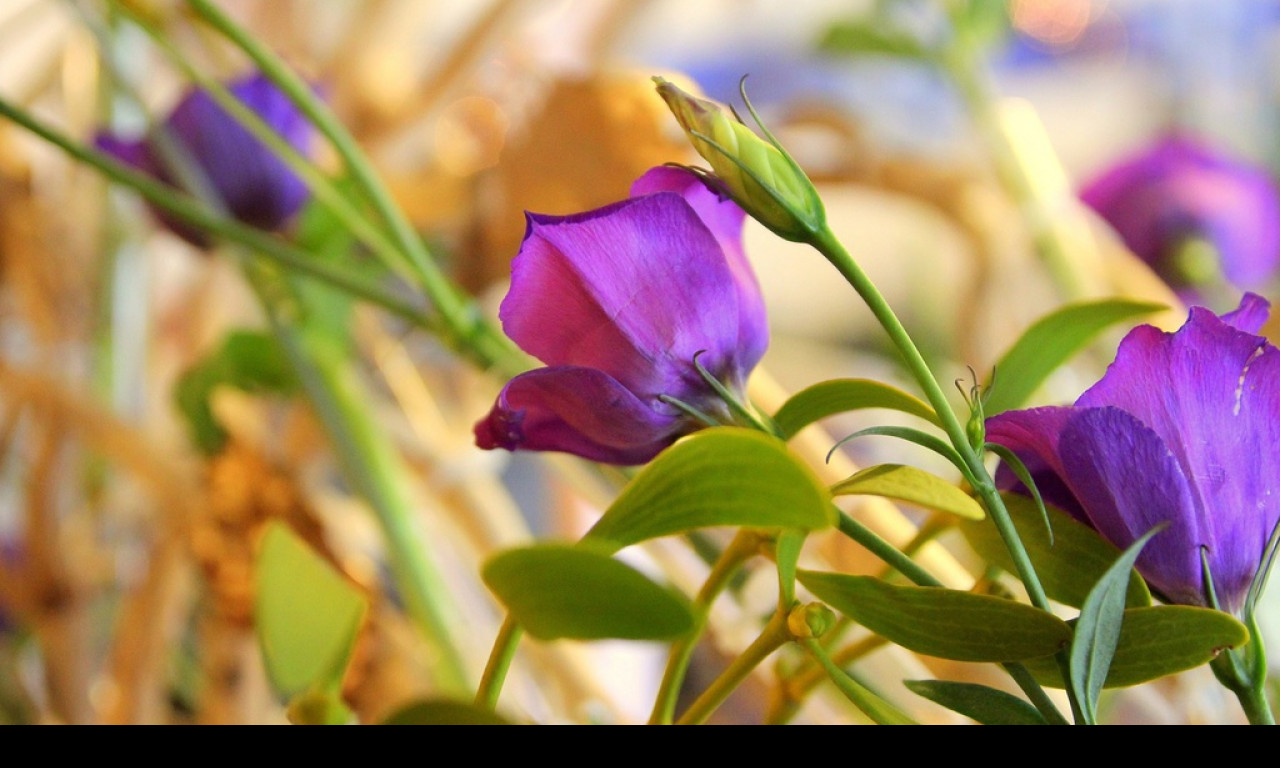 Tapeta eustoma3