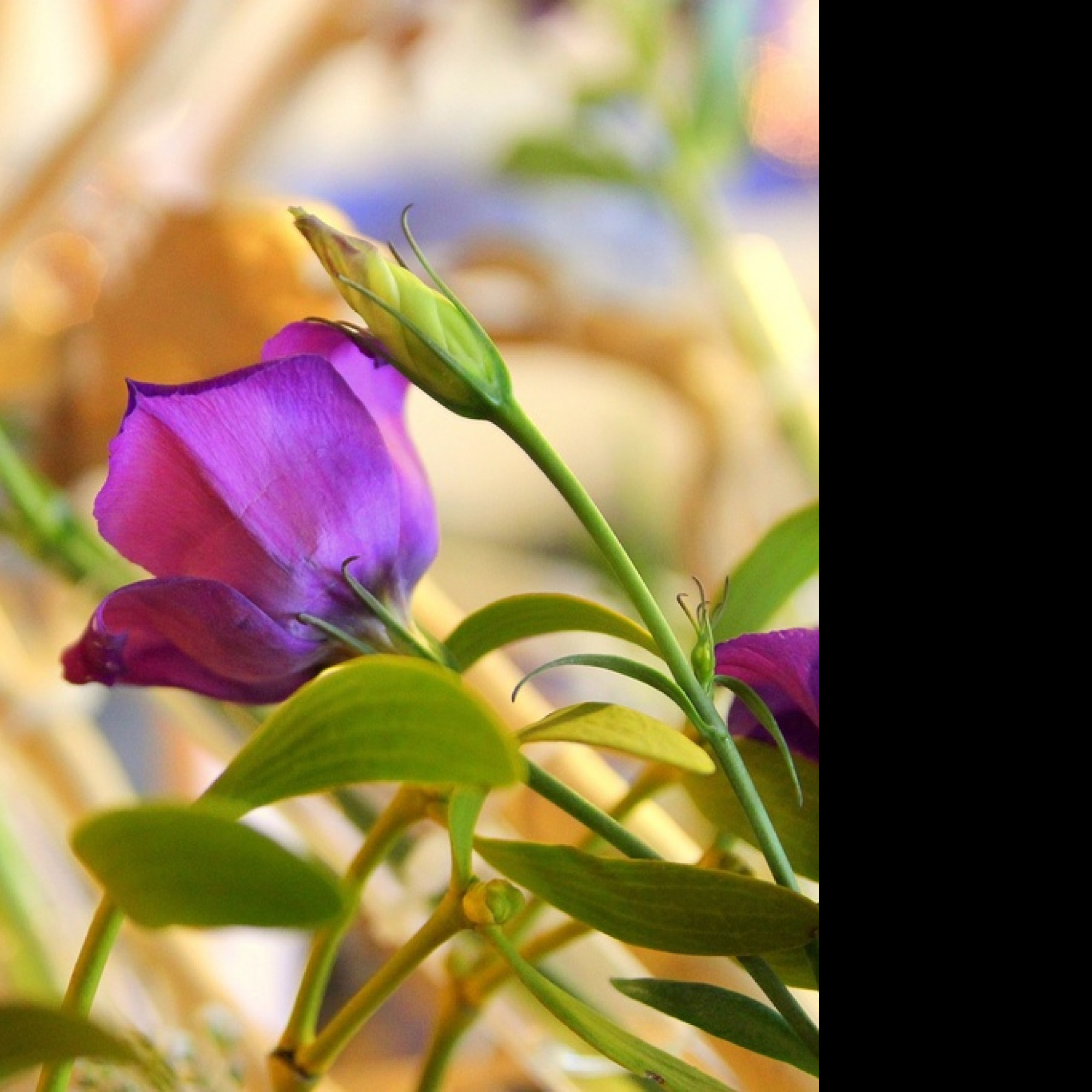 Tapeta eustoma3