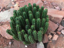 Tapeta Ferocactus