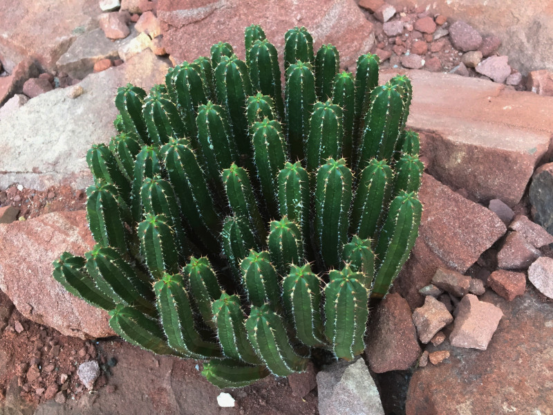 Tapeta ferocactus