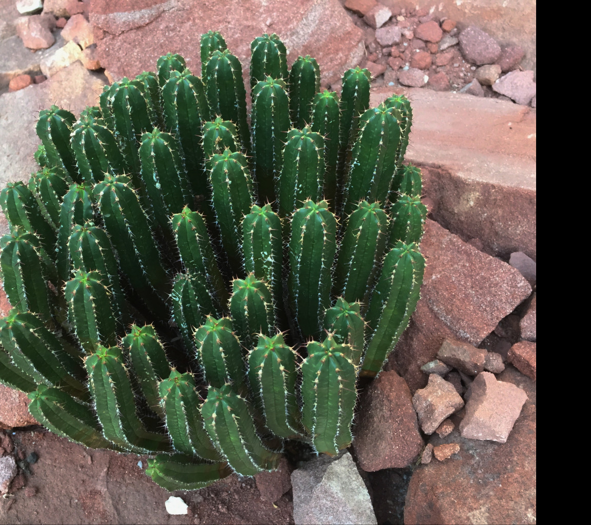 Tapeta ferocactus