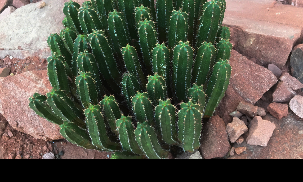 Tapeta ferocactus